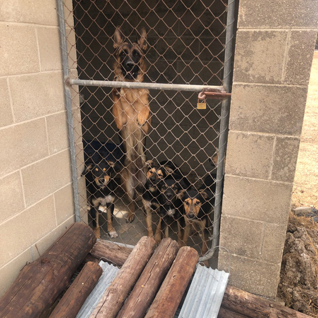 Zena and her puppies locked in a toilet block